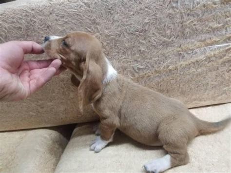 See puppy pictures, health information and reviews. Female bassett hound puppy for sale in Jackson ...