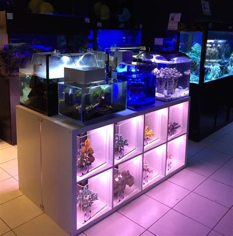 Get directions, reviews and information for aquatic pets & reptiles in clovis, ca. BPK Global Trading LLC in Dubai