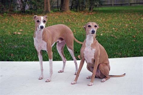 There is way more than one shade of grey in the iggy breed! Such Good Dogs: Breed of the Month--Italian Greyhound