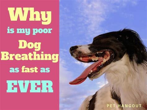 Puppies normally breathe really fast after playing or walking. Why is My Poor Dog Breathing as Fast as Ever? | Poor dog