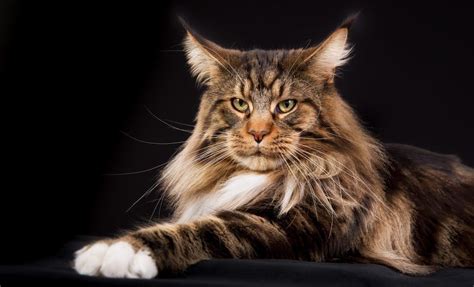 Large cat breeds are physically bigger and heavier in size than smaller cats. Biggest Cats - 7 Largest Cat Breeds | Large cat breeds ...