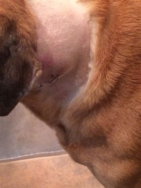 Hello & welcome.where is the cyst on her neck? Ralston! Our dog has recently had a large lipoma removed ...