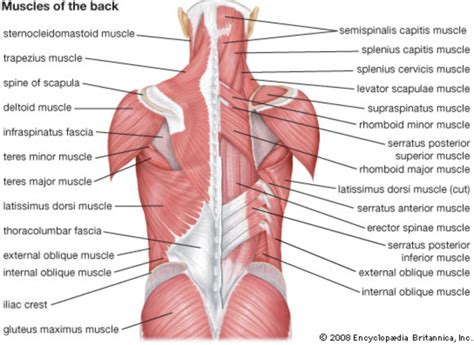 Pain in the low back can be a result of conditions affecting the bony lumbar spine, intervertebral discs (discs between the vertebrae), ligaments around the to understand various causes of low back pain, it is important to appreciate the normal design (anatomy) of the tissues of this area of the body. How To Strengthen The Lower Back From Home - The Home Gym