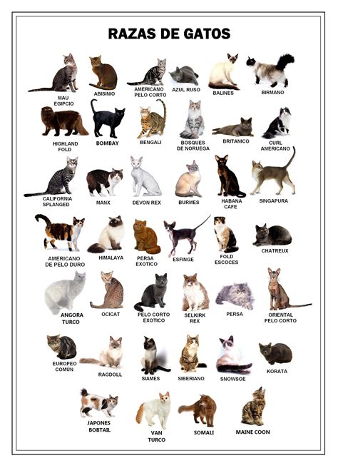 What are the types of domestic cats? Pin by Darlene Garguilo on Cat's stuff | Different types ...