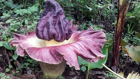 Bunga bangkai merupakan salah satu bunga raksasa yang langka. Bau Busuk di Kebun Dikira Hewan Mati Ternyata Bunga ...