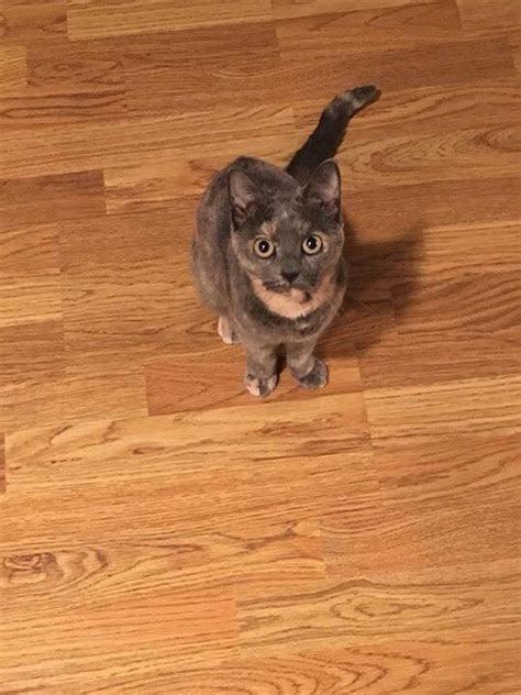 My friend's cat ran away when she was on vacation. My indoor kitty ran away today. Need some positive vibes ...