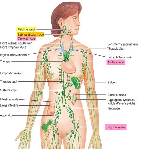 They are major sites of lymphocytes that include b and t cells. What are Lymph Nodes? Locations, Functions, Symptoms & Images