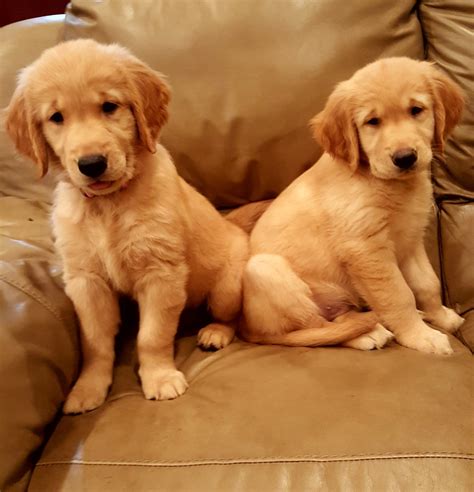 The golden retriever is an excellent choice for a family pet, and though a sporting breed, it is one of the most adaptable. Golden Retriever breeders in Panama City, Florida