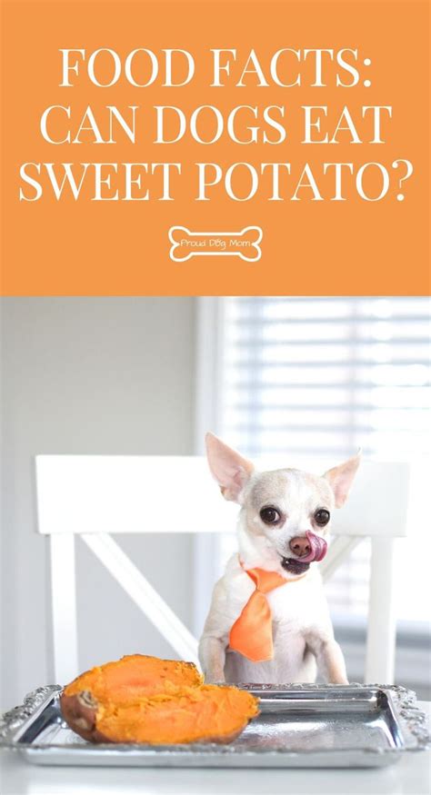 Although meat forms the staple food in a dog diet, vegetables can also be included to add variety and ensure a healthy balance of nutrition. Food Facts: Can Dogs Eat Sweet Potatoes? - Proud Dog Mom ...