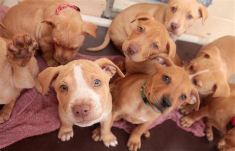 Hämta alla bilder och använd dem även för kommersiella projekt. Pit Bull Puppies for sale FOR SALE ADOPTION from Los ...