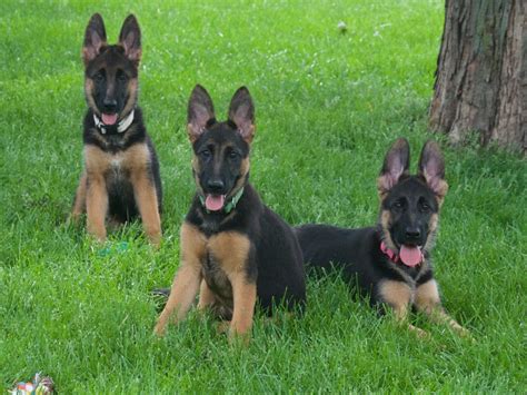 We have a beautiful 8 week old german shepherd female puppy with main ankc pedigree papers, ready for her new home. Vollmond - German Shepherd Puppies For Sale | Chicago ...