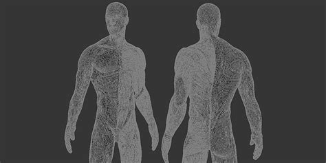 This amazing organ acts as a control center by receiving, interpreting, and directing sensory information throughout the body. Man Anatomy - Blender Market