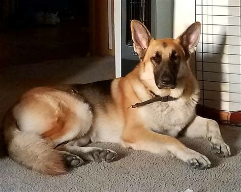 Canine vaccinations are essential in. German Shepherd Puppies For Sale | Milwaukee, WI #276239