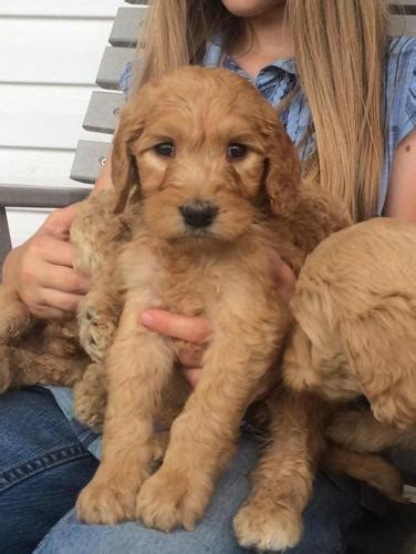 Goldendoodle's require weekly brushing to keep their coat know free. Goldendoodle Puppies, Adorable for Sale in Briggsville ...