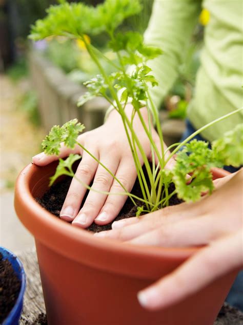 Untuk itu semakin tak heran bila banyak orang membuat taman di atap untuk rumah. Cara Membuat Taman Rumah Sendiri - Hunian Terindah