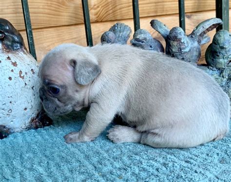 Will sell for less as pet! SOLD-Liza Lilac Fawn Female French Bulldog - The French ...