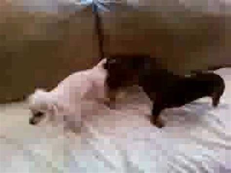 How do you separate dogs that are stuck together? Dogs mating, Dogs in tie, - YouTube