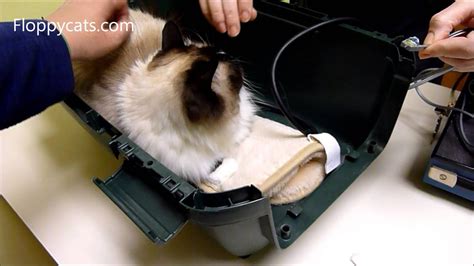 Many cats have mild bloody stools occasionally and may not have any serious problems. Ragdoll Cat Gets Blood Pressure Test for Cat Kidney ...