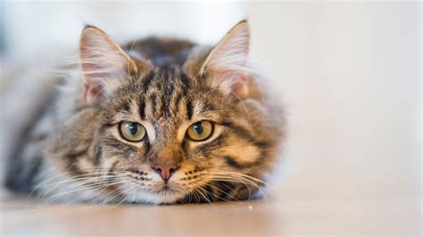 Protect yourself and your pet. 4 Types of Cat Cancer and Their Common Symptoms