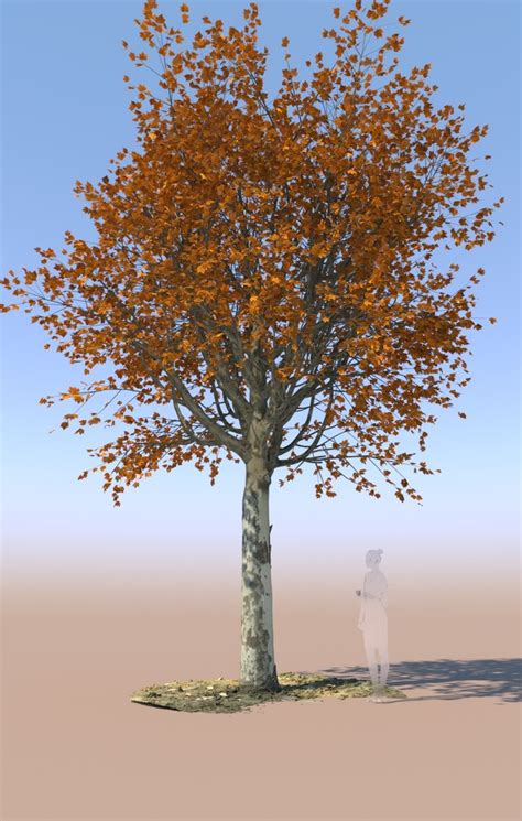 We did not find results for: Mature autumn maple tree 3D model - TurboSquid 1522126