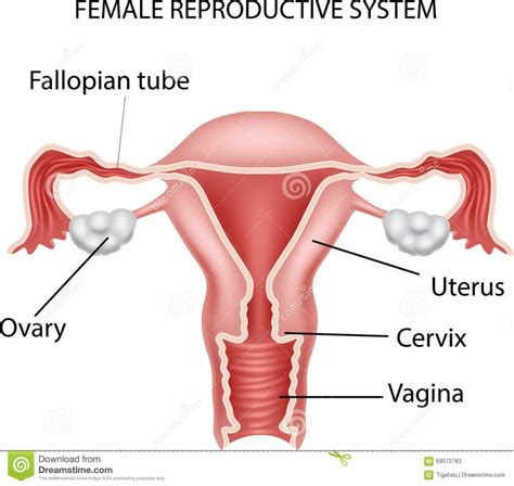 By streetpiet dec 30, 2019. Animation Of Female Reproductive System Female Reproductive System Illustration 2 Stock Photo ...