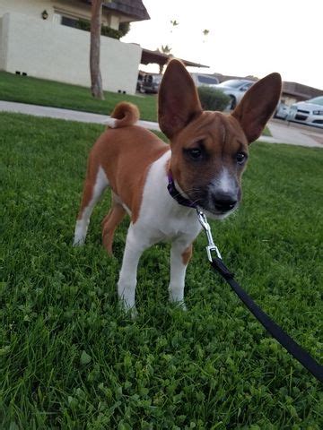 Post basenjis for sale or a want ad. Basenji puppy for sale in PEORIA, AZ. ADN-25470 on ...
