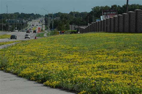 See more ideas about ground cover, plants, perennials. July 2016 photos