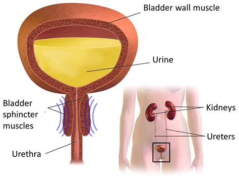 The former, which live in large numbers in africa and the middle east, and. Bladder Changes after Spinal Cord Injury - SCIRE Community