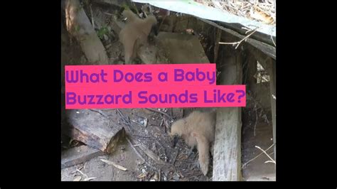 Recorded from a digital camera at the zoo, this clip shows just what sound a camel makes. What Does a Baby Buzzard Sounds Like? - YouTube