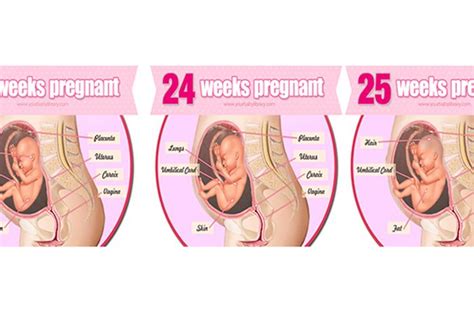 Download now syahnaz sadiqah hamil 8 minggu hasil usg tunjukkan dua janin. Gambar Janin Usia 6 Bulan Dalam Kandungan - Tempat Berbagi Gambar