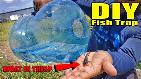 Glue a screen into the 1.5 x 3.0 inch slot that is recessed and whose opening is just large enough for the fish to enter. Plastic Bottle Fish Trap DIY Fishing - YouTube