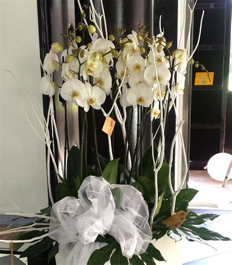 We did not find results for: Orchidee phalaenopsis per matrimonio | Fioristi