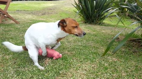 Non diro che io mi sentissi allegro. Jack Russell Dog Humps Pig - YouTube