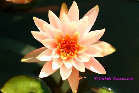 Free shipping on qualified orders. Water Lily Hybrid Nymphaea Peach Glow | Peach flowers ...