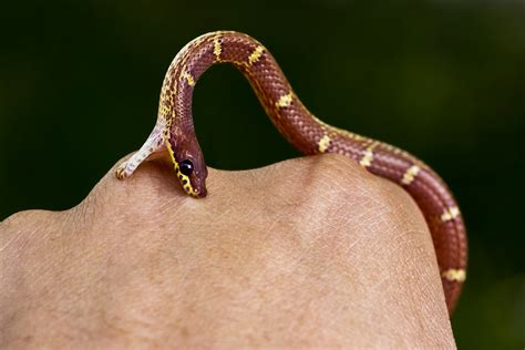 Most snake bites aren't dangerous, but when you do get bitten by a venomous snake you will not necessarily be able to determine if a snake bite is from a venomous snake by just looking at the bite. 6 shocking snake bite survival stories | Animalogic