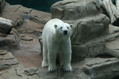 Il a ajouté une image d'ours polaire sur une image de plage. L'ours polaire