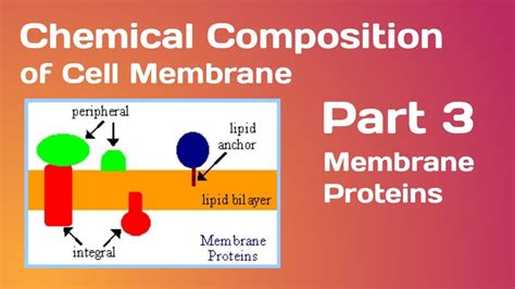 Animal cell contains membrane bound nucleus, it also contains other membrane bound cellular organelles. Chemical Composition of Cell Membrane-Part 3:- Membrane ...