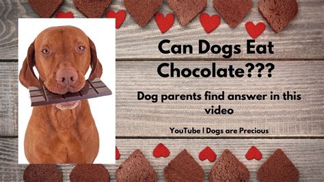 What to do when my dog eats chocolate. 🆕Can Dogs Eat Chocolate 🏻 Chocolate Unsafe For Dogs Video ...