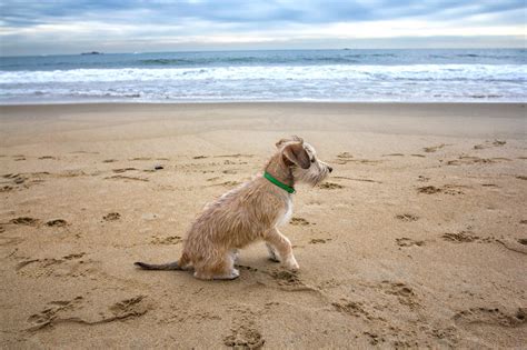 Pet grooming pet boarding & kennels pet training. Home - Newbury Animal Hospital - Newbury, MA