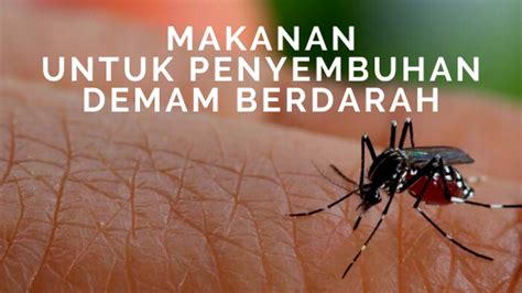 Demam berdarah disebabkan oleh nyamuk aedes aegypti. Makanan Untuk Penyembuhan Demam Berdarah - Tukang Jalan Jajan