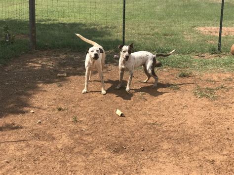 Find a pet, pet care, or connect with other pet owners. Dog for adoption - Reggie, an Australian Cattle Dog / Blue ...