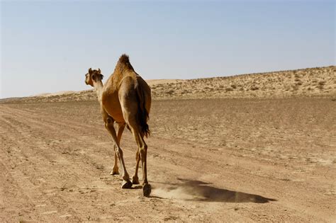 Download 32,503 camel images and stock photos. Free Images : landscape, prairie, desert, fauna, savanna ...