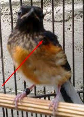 Kenari, lovebird, murai batu, dan lain sebagainya yaitu untuk jantan terdapat tonjolan pada bagian kelaminnya, dan yang betina tidak ada. om kicau indonesia: membedakan murai jantan betina om kicau