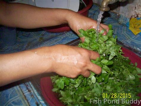 Don't drink the water from the cacti; Fish Pond Buddy: Tasty Vegetable Dish in Bangus Fish Farm