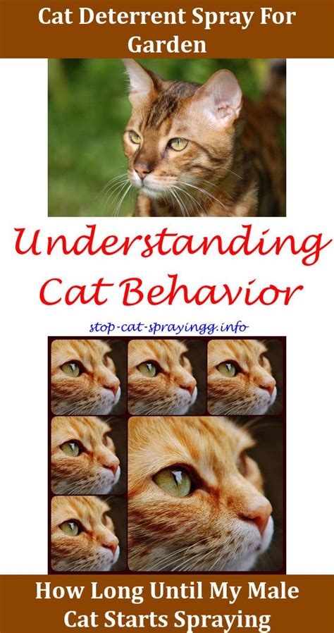 I do want a friend my cat's a male.the only problems i've had with him is sometimes he likes to spray my jacket if i let the sleeve dangle too low i don't know why, maybe i. Why Do Female Cats Spray | Male cat spraying, Cat spray ...