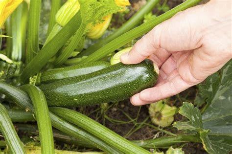 Windsor, chatham, southwest ontario's pick your own farms and orchards for fruit, vegetables, pumpkins and more. Piantare zucchine - Orto - zucchine