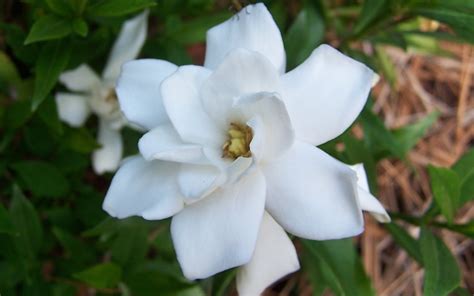 Creamy white flowers begin to open up in spring and last through summer. Frost Proof Gardenia - 2.5 Quart - Shrub - Fragrant ...