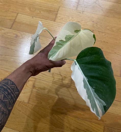 The monstera borsigiana aurea is fairly easy to care for. Monstera Borsigiana Albo Variegata | Acheter sur Ricardo