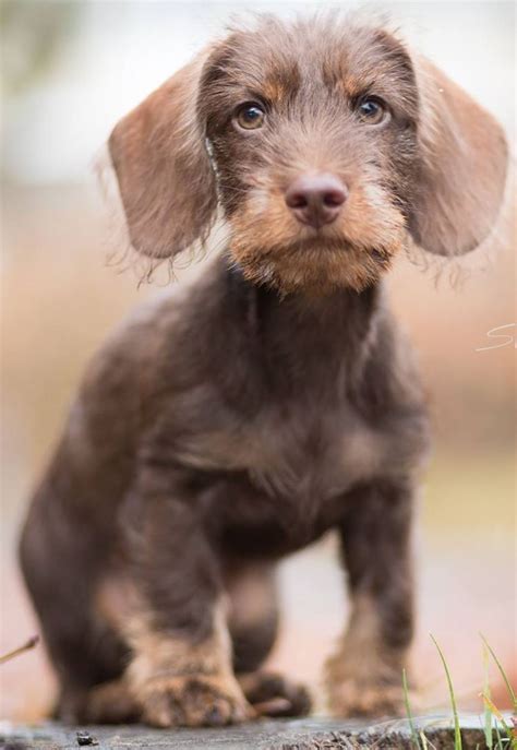 Provided you supervise your children with the puppy, your wire dachshund will become a great friend to your children and will enjoy joining in all their games. Pin by bobandersoninaz on Wirehaired Dachshund | Wire ...