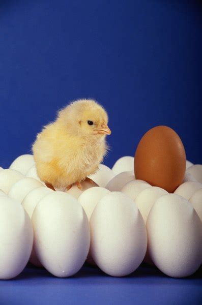 1 there is a bit more to it. How Do Eggs Form Inside a Chicken? | Animals - mom.me